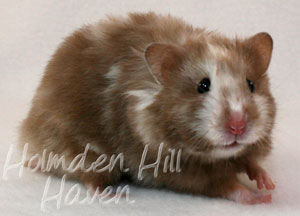 Cocoa Swirl- Silver Chocolate Tortoiseshell Longhaired Syrian Hamster