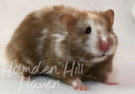 Cocoa Swirl- Silver Chocolate Tortoiseshell Longhaired Syrian Hamster