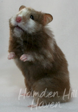 Cocoa Swirl- Silver Chocolate Tortoiseshell Longhaired Syrian Hamster