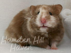 Cocoa Swirl- Silver Chocolate Tortoiseshell Longhaired Syrian Hamster