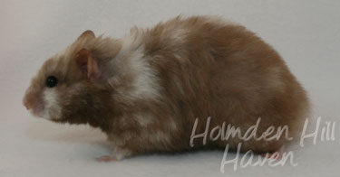 Cocoa Swirl- Silver Chocolate Tortoiseshell Longhaired Syrian Hamster