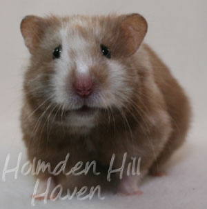 Cocoa Swirl- Silver Chocolate Tortoiseshell Longhaired Syrian Hamster