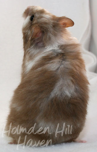 Cocoa Swirl- Silver Chocolate Tortoiseshell Longhaired Syrian Hamster