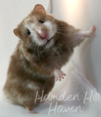 Cocoa Swirl- Silver Chocolate Tortoiseshell Longhaired Syrian Hamster