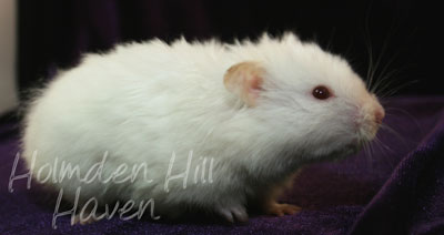 Glow Puff- Heterozygous Extreme Dilute Red Eyed Cream Longhaired Syrian Hamster