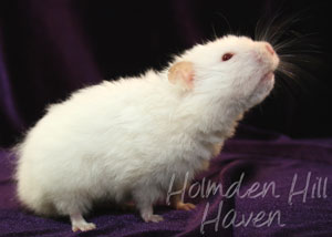 Glow Puff- Heterozygous Extreme Dilute Red Eyed Cream Longhaired Syrian Hamster