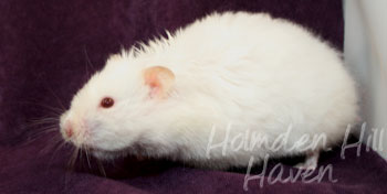 Glow Puff- Heterozygous Extreme Dilute Red Eyed Cream Longhaired Syrian Hamster