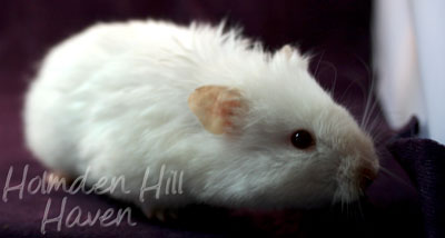 Glow Puff- Heterozygous Extreme Dilute Red Eyed Cream Longhaired Syrian Hamster