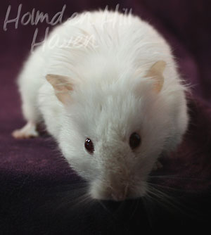 Glow Puff- Heterozygous Extreme Dilute Red Eyed Cream Longhaired Syrian Hamster