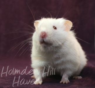 Glow Puff- Heterozygous Extreme Dilute Red Eyed Cream Longhaired Syrian Hamster