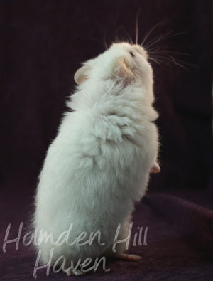 Glow Puff- Heterozygous Extreme Dilute Red Eyed Cream Longhaired Syrian Hamster