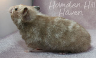 Guess- Extreme Dilute Black Tortoiseshell Longhaired Syrian Hamster