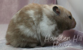 Guess- Extreme Dilute Black Tortoiseshell Longhaired Syrian Hamster