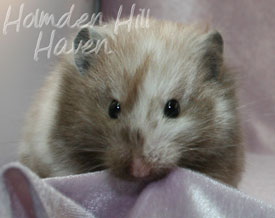 Guess- Extreme Dilute Black Tortoiseshell Longhaired Syrian Hamster