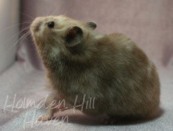 Guess- Extreme Dilute Black Tortoiseshell Longhaired Syrian Hamster