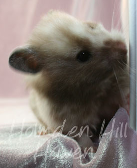 Guess- Extreme Dilute Black Tortoiseshell Longhaired Syrian Hamster