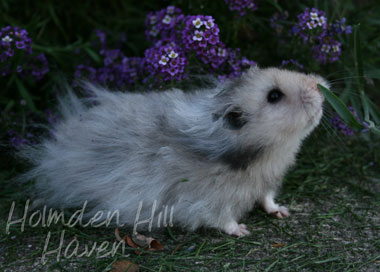 Holmden Hill Haven S Gunner Dark Grey Umbrous Longhaired Syrian