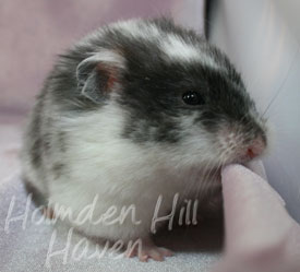 Happy- Black Dominant Spot Longhaired Syrian Hamster