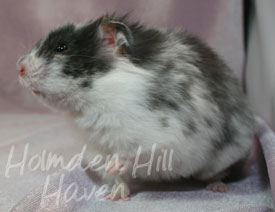 Happy- Black Dominant Spot Longhaired Syrian Hamster