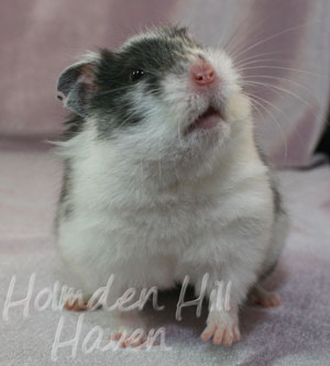 Happy- Black Dominant Spot Longhaired Syrian Hamster