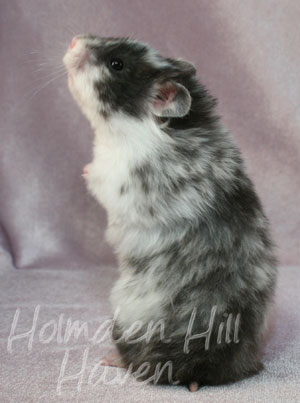 Happy- Black Dominant Spot Longhaired Syrian Hamster