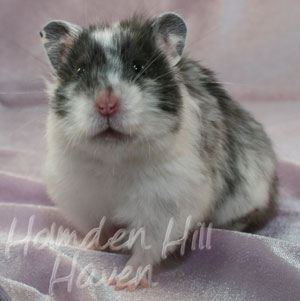 Happy- Black Dominant Spot Longhaired Syrian Hamster