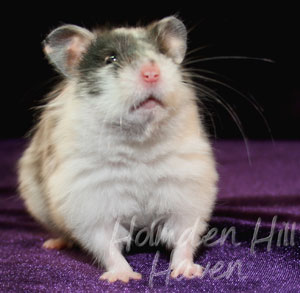 Happy- Black Dominant Spot Longhaired Syrian Hamster