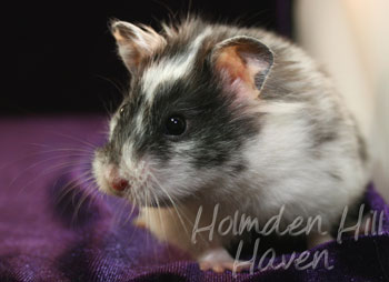 Happy- Black Dominant Spot Longhaired Syrian Hamster