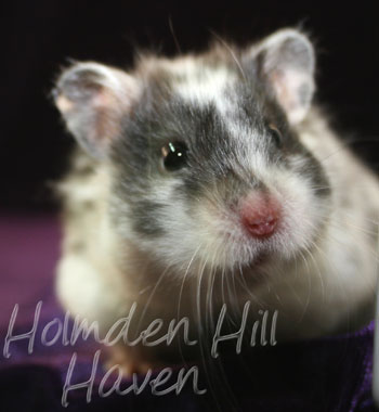 Happy- Black Dominant Spot Longhaired Syrian Hamster