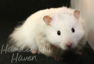 Hi-Ho Silver- Silver Pearl Umbrous Longhaired Syrian Hamster