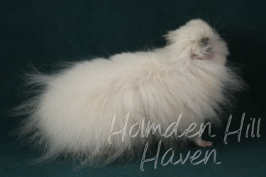 Hint of Puff- Heterozygous Extreme Dilute Black Eyed Cream Longhaired Syrian Hamster