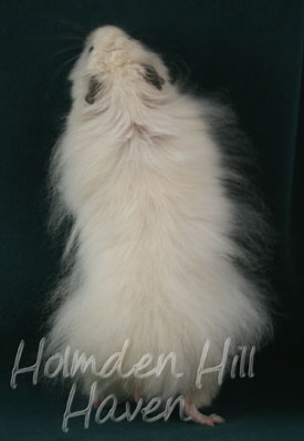 Hint of Puff- Heterozygous Extreme Dilute Black Eyed Cream Longhaired Syrian Hamster