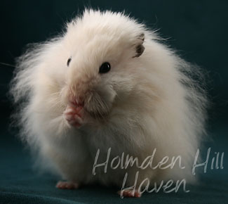 Hint of Puff- Heterozygous Extreme Dilute Black Eyed Cream Longhaired Syrian Hamster