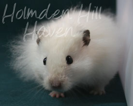 Hint of Puff- Heterozygous Extreme Dilute Black Eyed Cream Longhaired Syrian Hamster