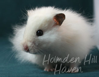 Hint of Puff- Heterozygous Extreme Dilute Black Eyed Cream Longhaired Syrian Hamster