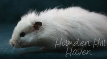 Hint of Puff- Heterozygous Extreme Dilute Black Eyed Cream Longhaired Syrian Hamster