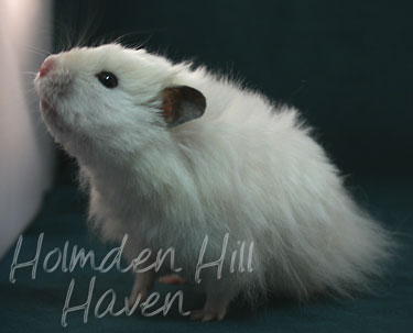 Hint of Puff- Heterozygous Extreme Dilute Black Eyed Cream Longhaired Syrian Hamster