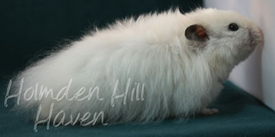 Hint of Puff- Heterozygous Extreme Dilute Black Eyed Cream Longhaired Syrian Hamster