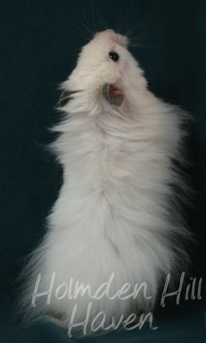 Hint of Puff- Heterozygous Extreme Dilute Black Eyed Cream Longhaired Syrian Hamster