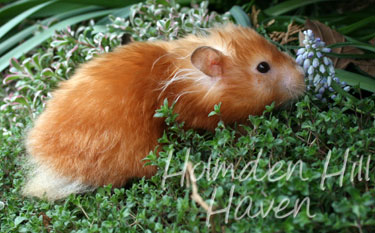 Kailey- Copper Satin Longhaired Syrian Hamster