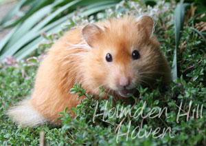 Kailey- Copper Satin Longhaired Syrian Hamster