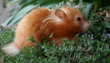 Kailey- Copper Satin Longhaired Syrian Hamster