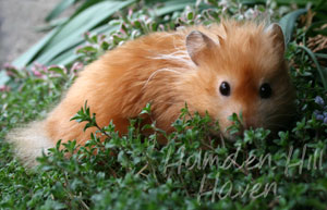 Kailey- Copper Satin Longhaired Syrian Hamster
