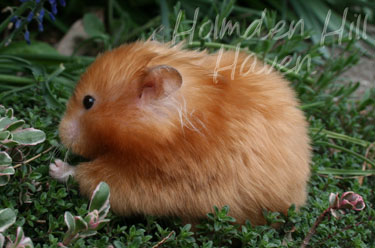 Kailey- Copper Satin Longhaired Syrian Hamster