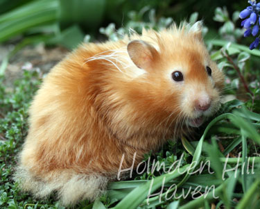 Kailey- Copper Satin Longhaired Syrian Hamster