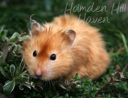 Kailey- Copper Satin Longhaired Syrian Hamster