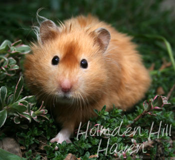 Kailey- Copper Satin Longhaired Syrian Hamster