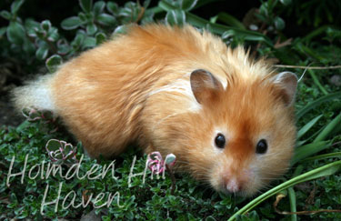 Kailey- Copper Satin Longhaired Syrian Hamster