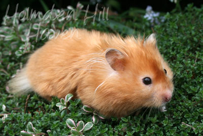 Kailey- Copper Satin Longhaired Syrian Hamster