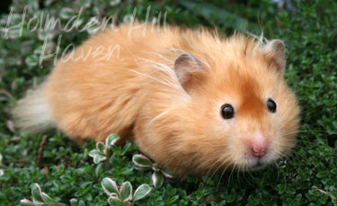 Kailey- Copper Satin Longhaired Syrian Hamster